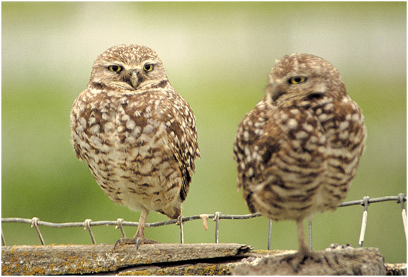 close-up of two Burrowing owls standing next to each other on a wooden perch