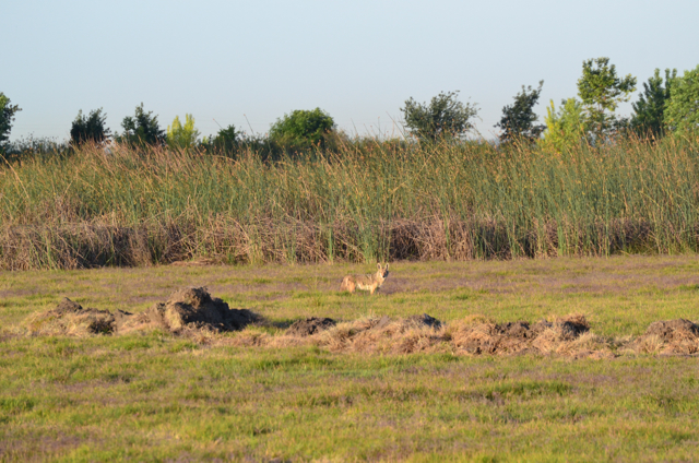 a female coyote in the distance standing in a field at the Conservancy's BKS tract