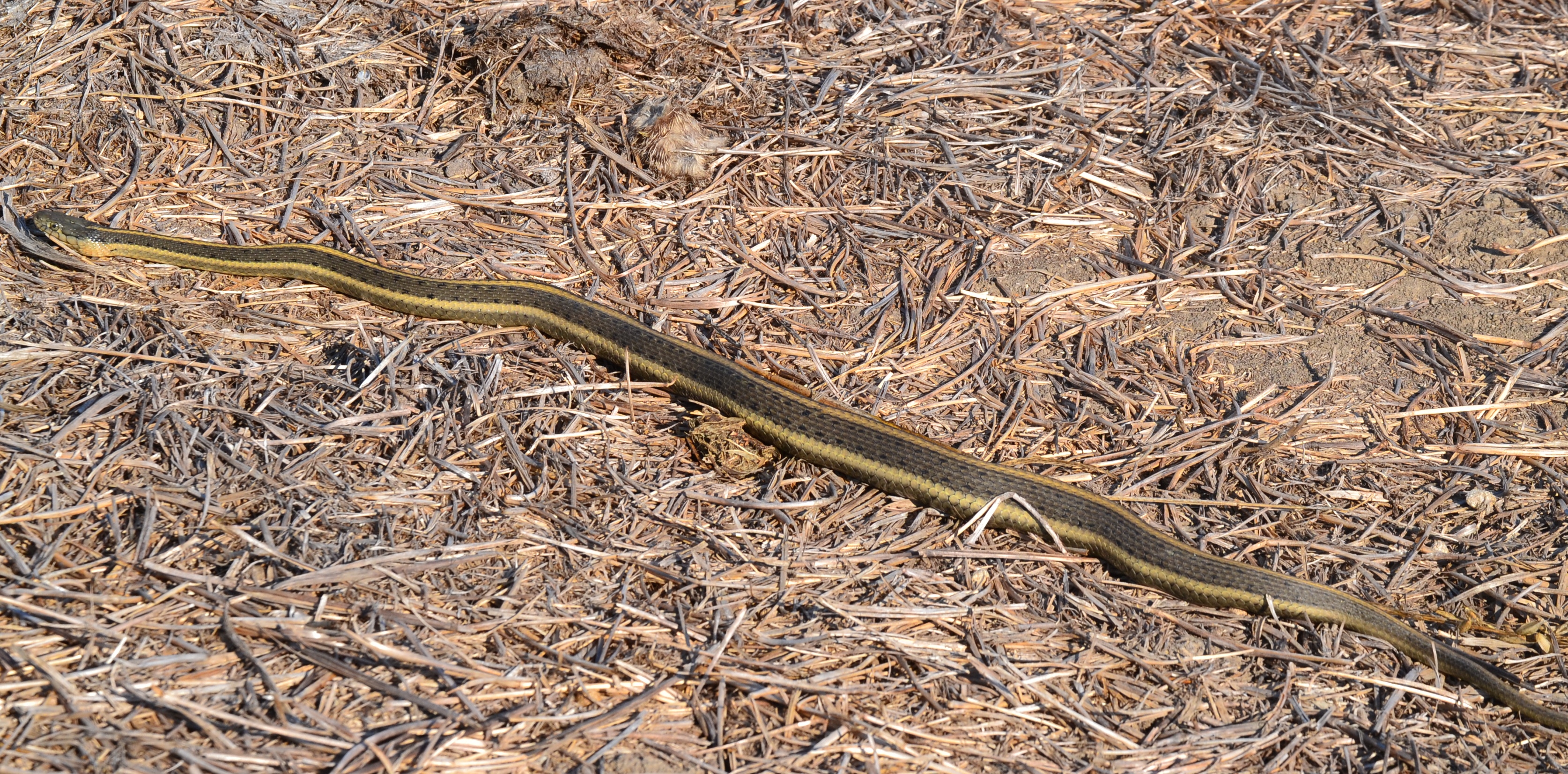 a pregnant Giant garter snake outstretched and laying amongst twigs in the dirt