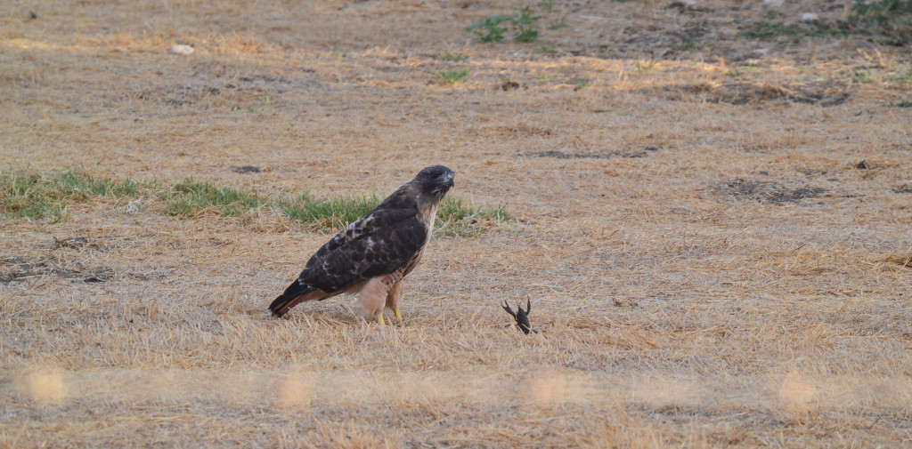 mid-shot of a hawk and a crawdad in a stand-off in a field at the Conservancy