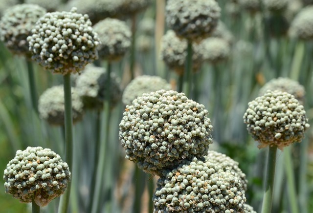 close-up of matured onion crops at the Conservancy