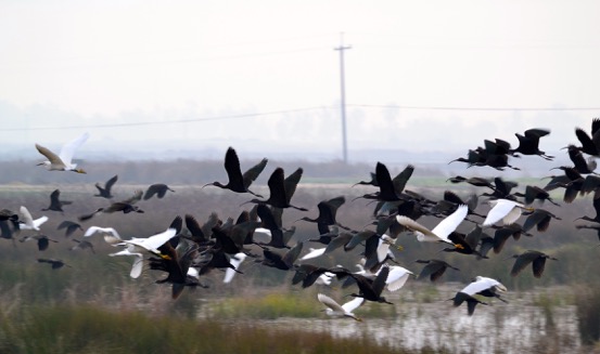 a flock of White-faced ibis in flight over a marsh alongside another flock of white birds