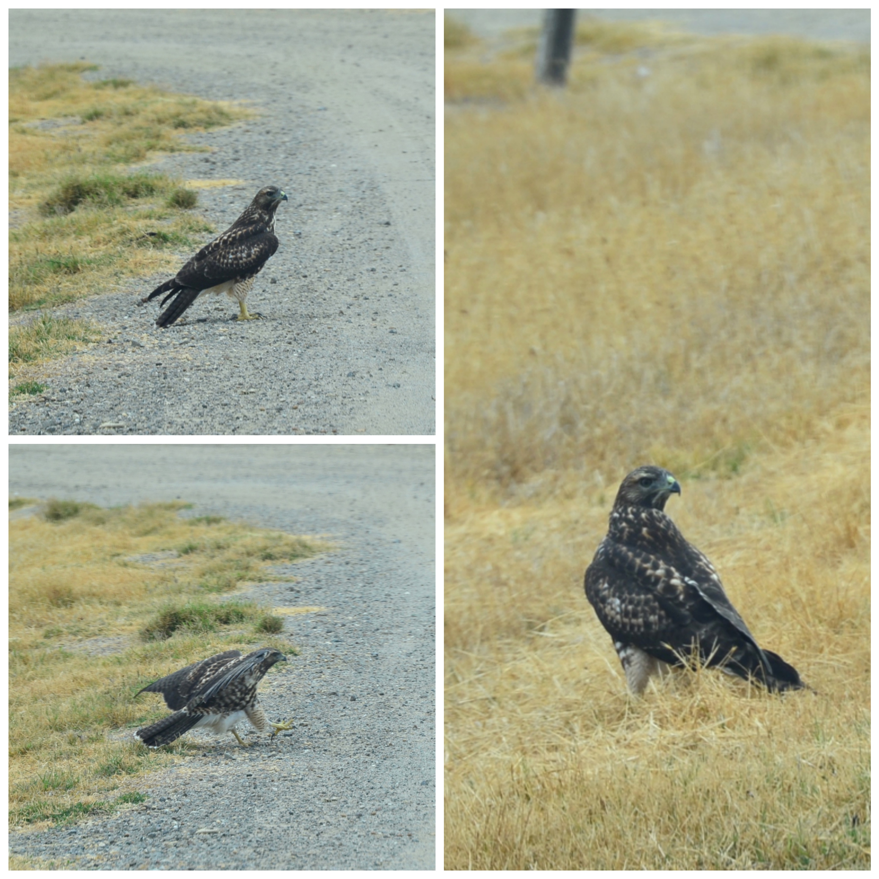 collage of three images displaying a hawk walking on a dirt road around the Conservancy