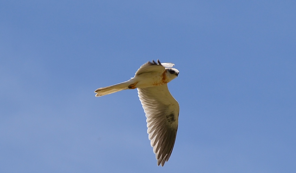 white-tailed kite hawk in flight with wings outstretched against a clear blue sky