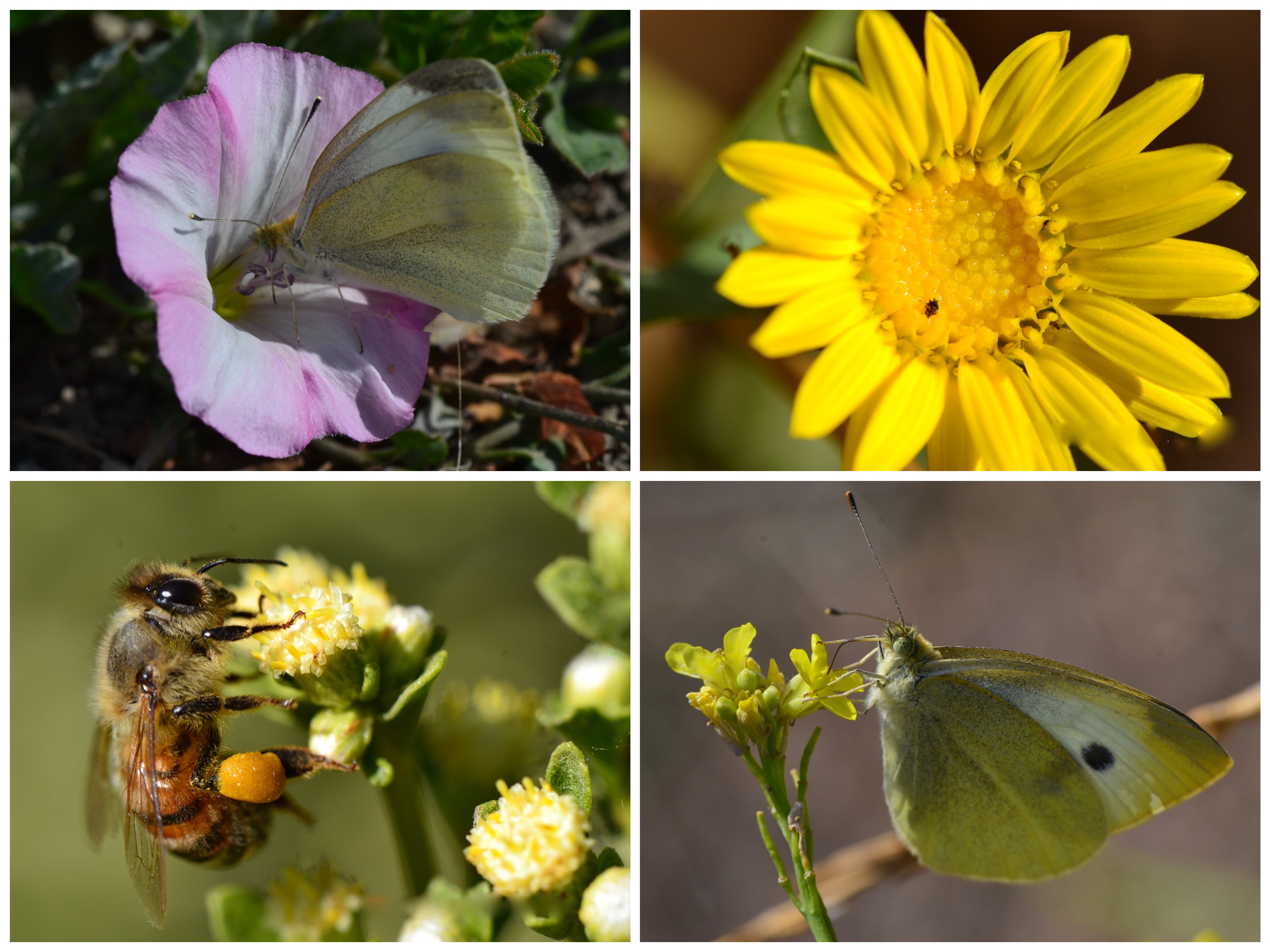 collage of four images displaying a close-ups of a bee, insects, and a variety of flowers and vegetation