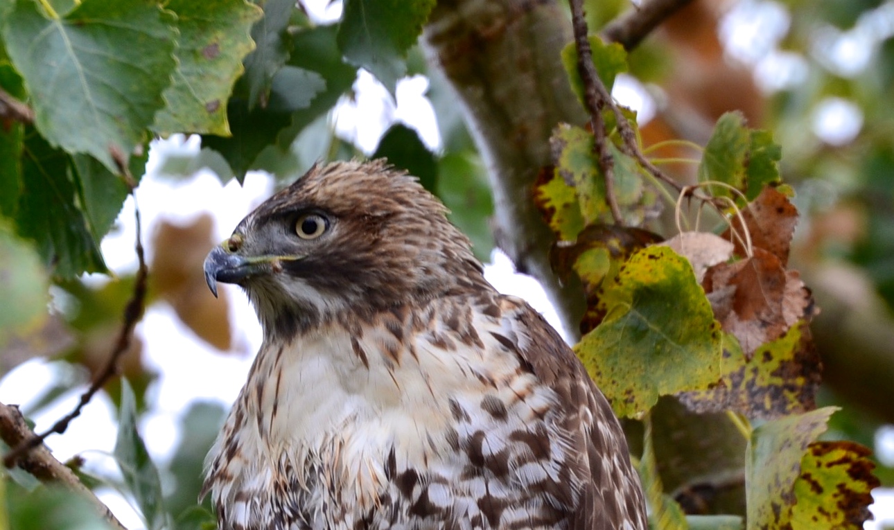close-up of side profile of head of a Red-tailed hawk perched in a tree