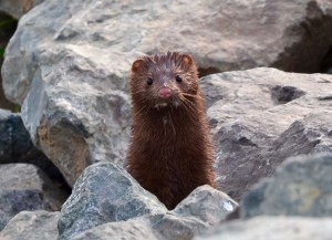 close-up of mink standing in the middle of a pile of rocks and looking straight at the camera