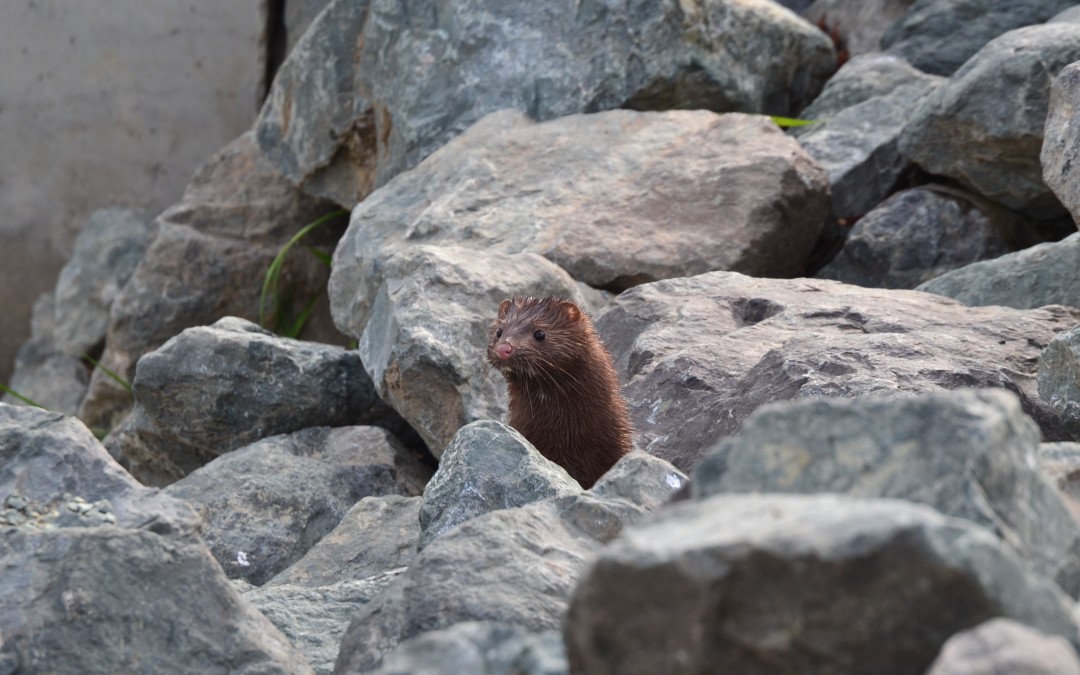 close-up of a mink poking its head and upper part of body up from a pile of rocks