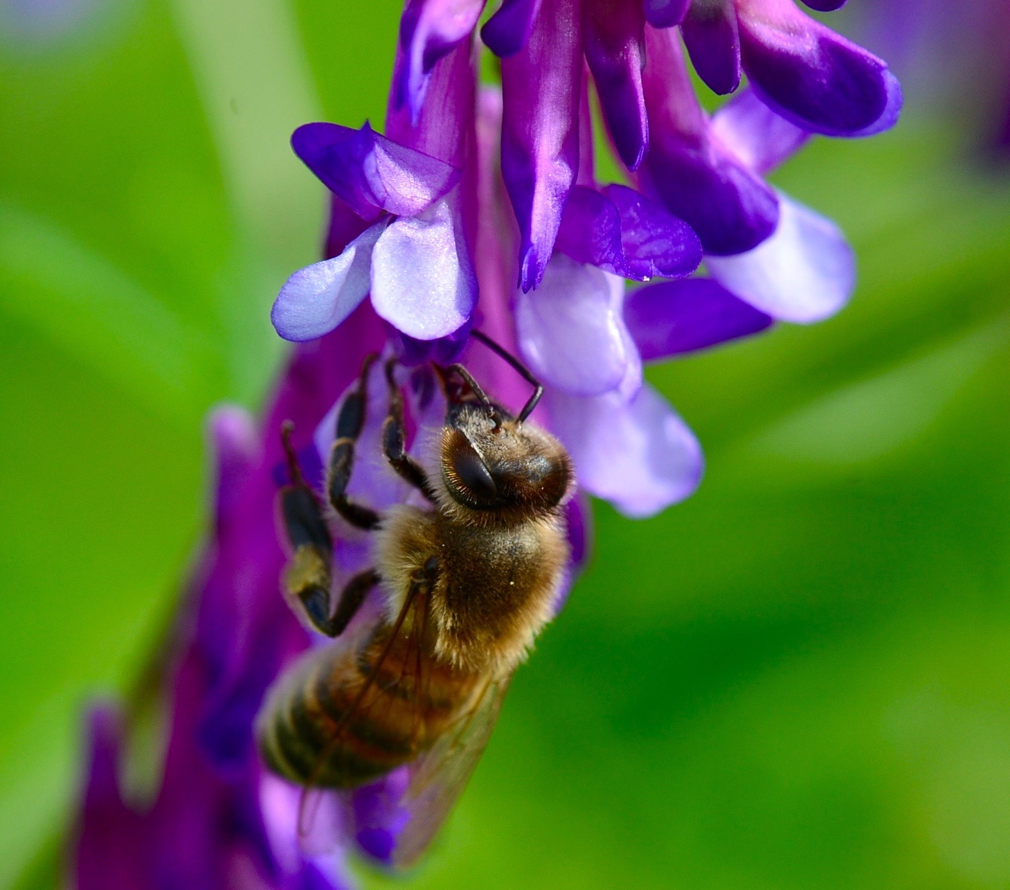 close-up of a bee on the purple petals of flowers