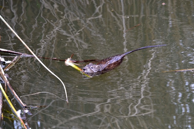 beaver swimming in marsh water holding a branch in its teeth