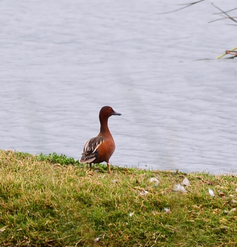 a Cinnamon teal bird stands in the grass and looks out over the water at the Conservancy