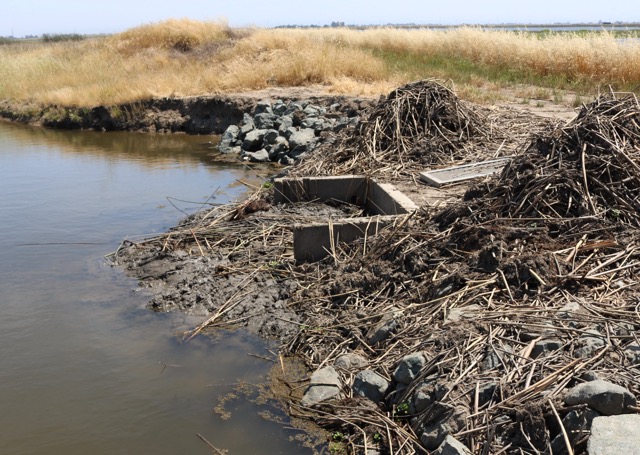 a water control structure at the edge of a marsh dammed up with branches and dirt