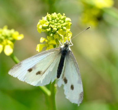 close-up of an insect with brown spots on its white wings sitting on the yellow-green buds of a plant