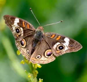 close-up of a brown butterfly with orange, black, white, and beige markings perched on a plant