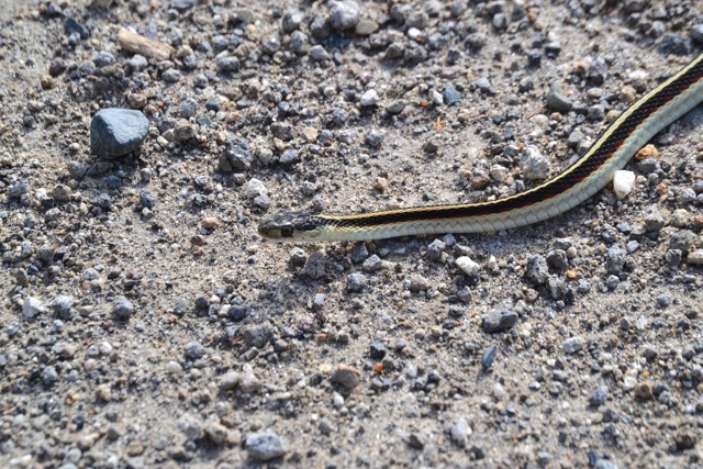 close-up of a snake with thick brown striped marking down its body slithering across dirt and gravel