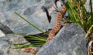 snake with brown and black markings slithering across some rocks at the Preserve