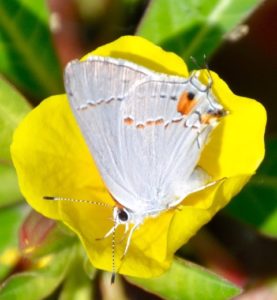 close-up of a white moth perched on the petals of a yellow flower