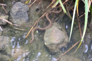 Giant garter snake in a shallow marsh area near rocks and vegatation
