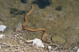 Giant garter snake slithering out onto dry land from a shallow area of a marsh