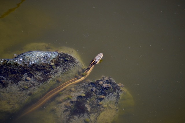 Giant garter snake laying on a rock in a marsh with its body visible and head sticking out of the water