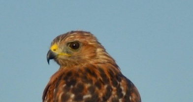 close-up of head shot of the back of a Red-shouldered hawk that is perching and looking to the left