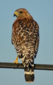 full-body close-up of the back of a Red-shouldered hawk that is perching and looking to the left