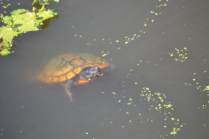 a Pacific pond turtle floats and pokes its head and part of its body out of the water