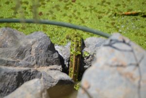 Giant garter snake emerged from water covered with green duck weed and slithering over a nearby rock