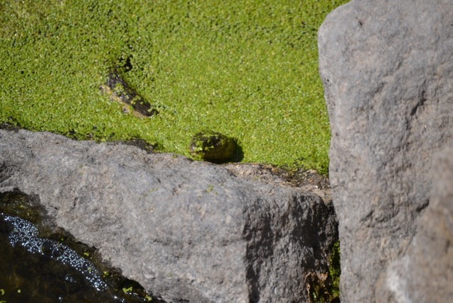 Giant garter snake poking its head and part of its body out of water covered in green duck weed near some rocks