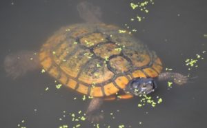 close-up of Pacific pond turtle floating in water