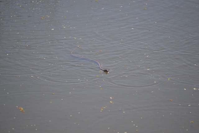 Giant garter snake slithering through the water