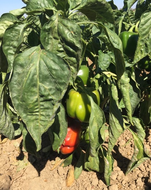 close-up of a red and green pepper growing on the Conservancy's mitigation ground
