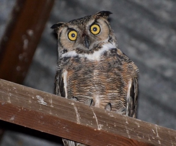 close-up of Great-horned owl perched on an indoor wooden rafter looking down