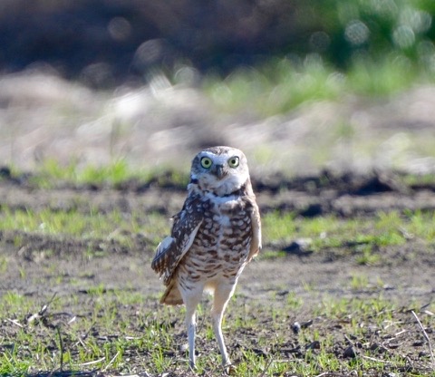 front view of Burrowing owl standing in a field and looking at the camera