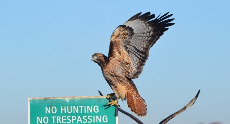 Red-tail hawk just landing from flight on a corner of green 'No Trespassing' signage