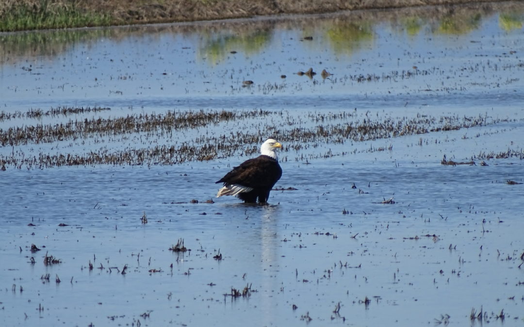 side profile view of a bald eagle standing in a shallow marsh area of the Preserve