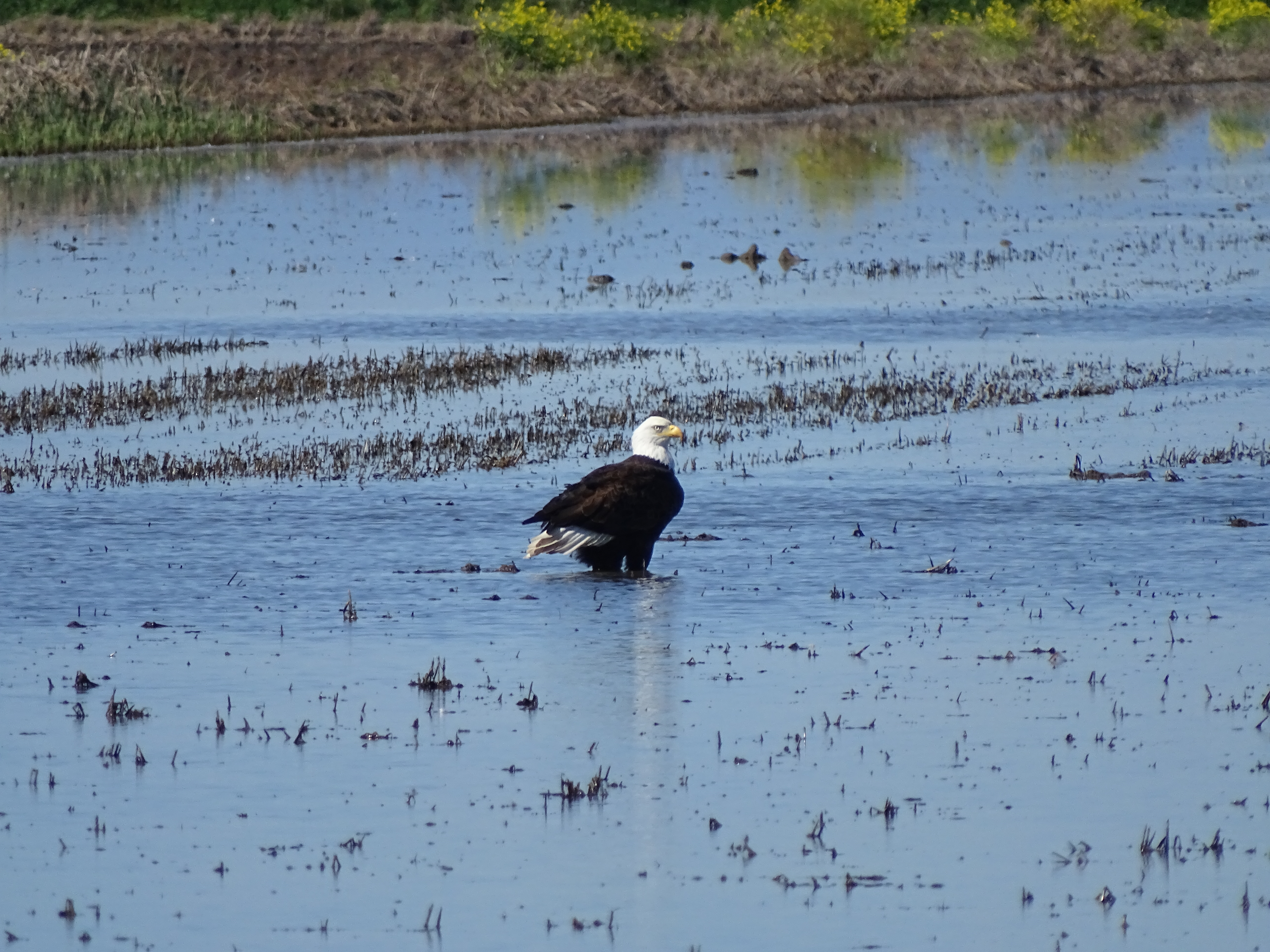 side profile view of a bald eagle standing in a shallow marsh area of the Preserve