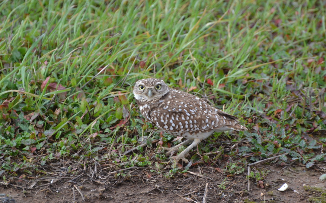 Burrowing owl standing in the grass looking at the camera.