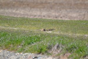 wide shot of a burrowing owl sitting in a nest dug in a grassy field and poking its head out of the hole, looking at the camera