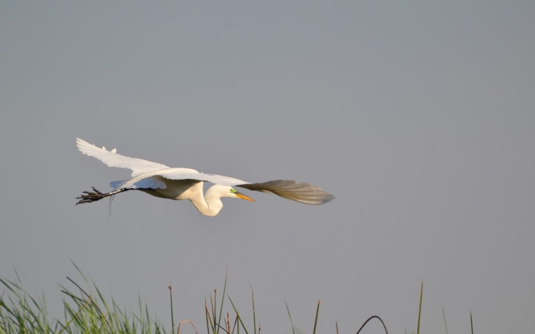 close-up of a large, white bird with a large wingspan and yellow beak in mid-flight over an area of the Conservancy Preserve