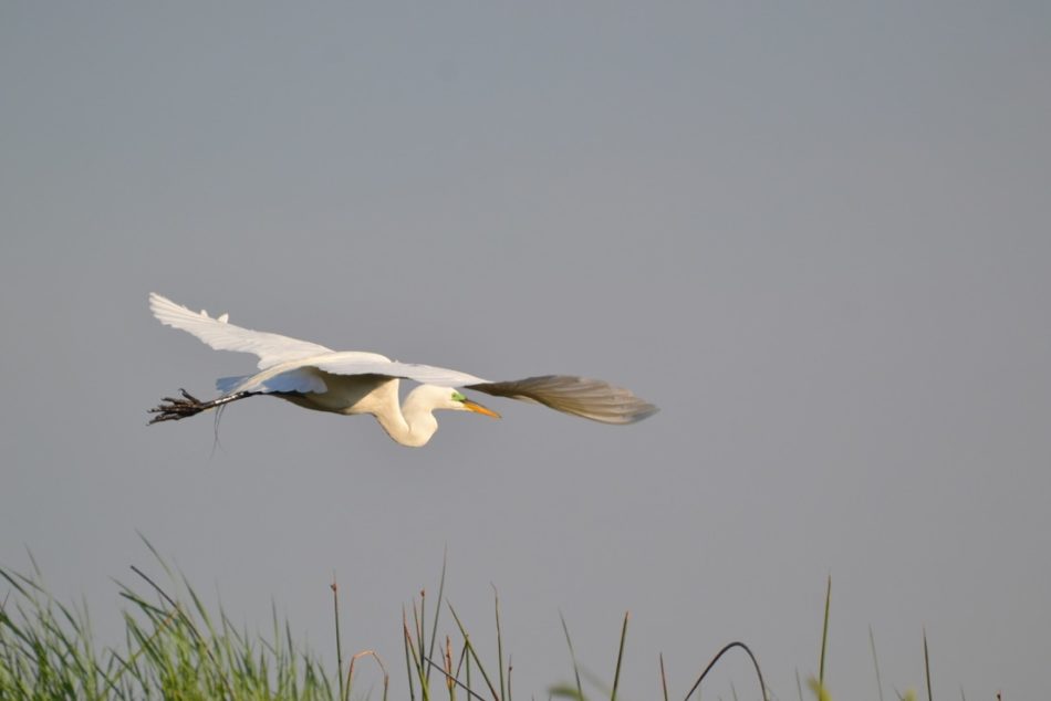 close-up of a large, white bird with a large wingspan and yellow beak in mid-flight over an area of TNBC Preserve