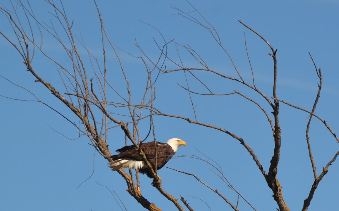 side profile of a Bald eagle perched on a branch of a bare tree against a clear blue sky