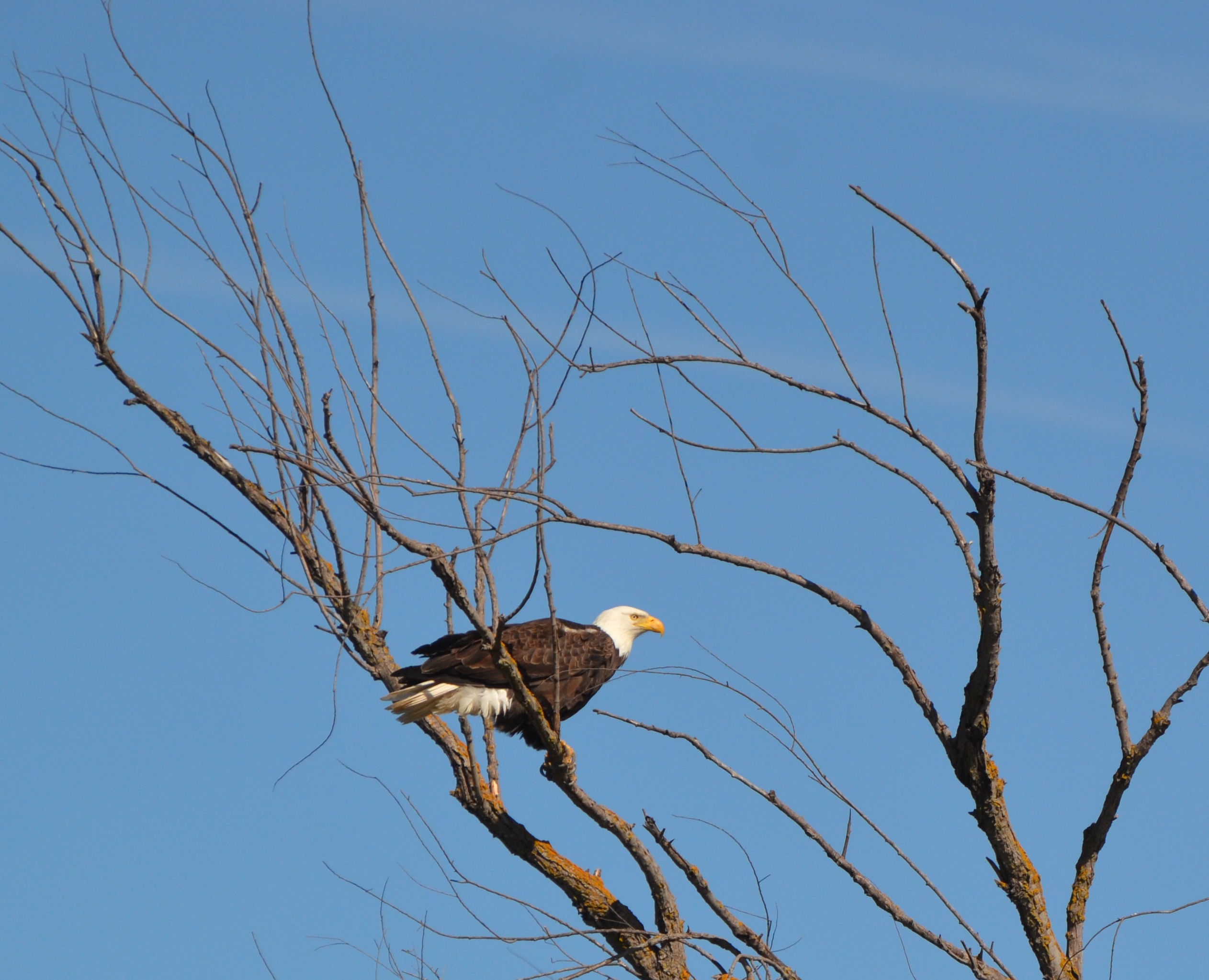 side profile of a Bald eagle perched on a branch of a bare tree against a clear blue sky
