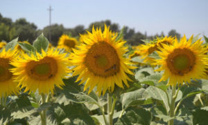 close-up of three sunflowers in a horizontal row amongst a field of sunflowers
