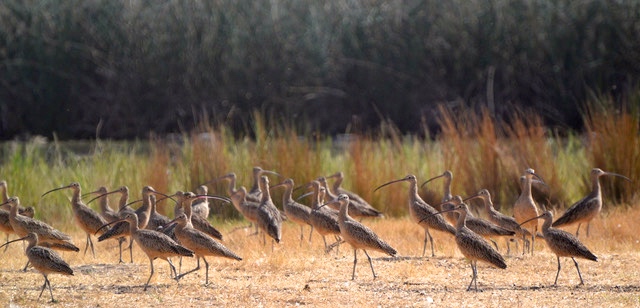 a curfew of Long-billed curlews walking on dry land at the Preserve