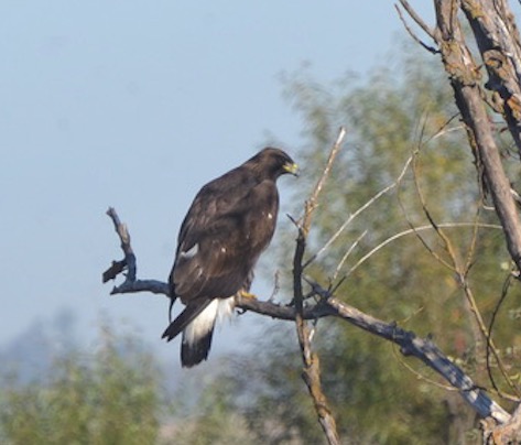 close-up of side profile of a Golden eagle perched on a branch of a tree at Conservancy Preserve