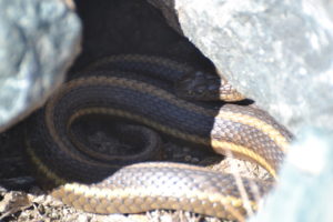 close-up of a Giant garter snake on the ground, partially coiled in the shade under some rocks