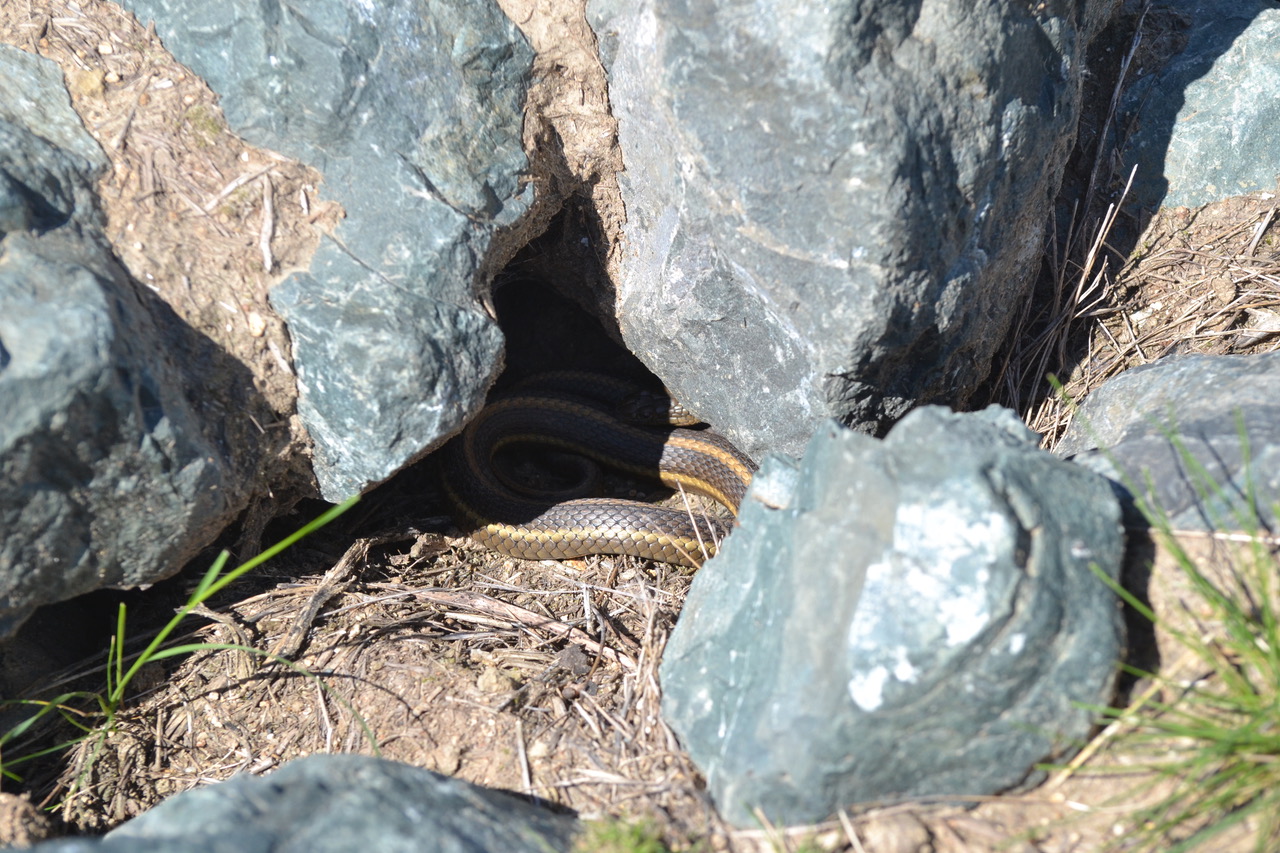 zoomed out angle of a Giant garter snake partially laying in the shade in the dirt under some rocks