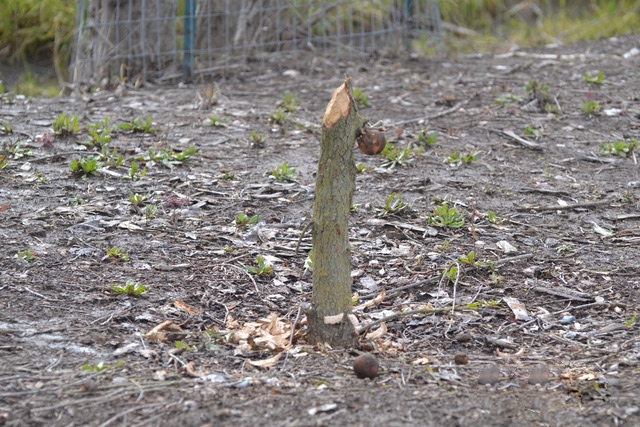small tree stump caused by beavers in an area of TNBC Preserve