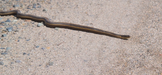 a Giant garter snake slithers across a dirt path around the Conservancy